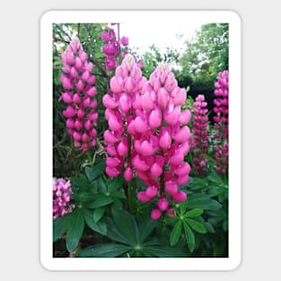 Pink lupins photograph Sticker